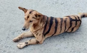 Фермер перекрасил пса в тигра, чтобы спасти урожай