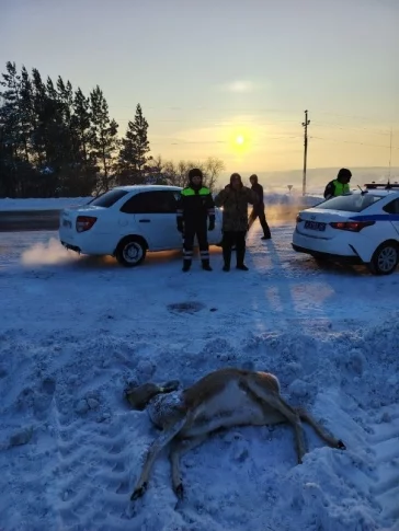 Фото: В Кузбассе браконьер убил самца сибирской косули  2