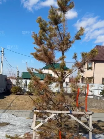 Фото: У кемеровчанина засохли элитные деревья за 500 тысяч рублей после гербицидов из популярного гипермаркета 3