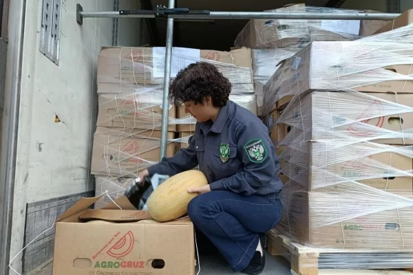 В Кузбасс завезли 263 тонны дынь из Казахстана