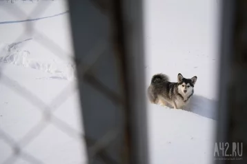 Фото: В Кузбассе депутаты поддержали инициативу штрафовать владельцев агрессивных собак 1