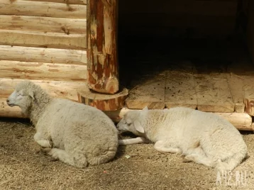 Фото: В Кемерове продают отару овец за 99 миллиардов рублей 1