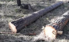 В Кузбассе пресекли незаконную заготовку древесины на территории заказника