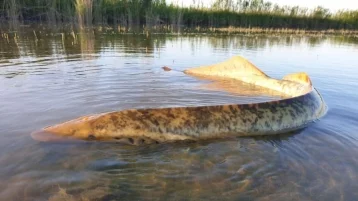 Фото: Сосёт кровь: выплывшее из озера гигантское существо шокировало рыбака 1