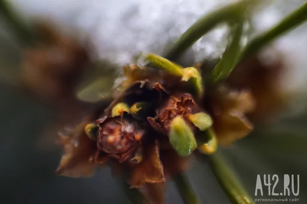 Штормовой ветер и дождь: синоптики дали прогноз погоды на 26 марта в Кузбассе