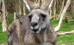 В Австралии пенсионер погиб после нападения кенгуру