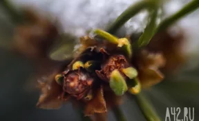 Штормовой ветер и дождь: синоптики дали прогноз погоды на 26 марта в Кузбассе