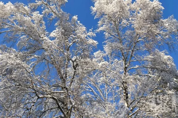 Россиян предупредили, что нынешняя зима будет «значительно холоднее» предыдущей
