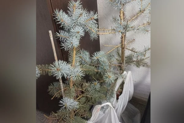 Кузбассовец украл три голубых ели у похоронного бюро