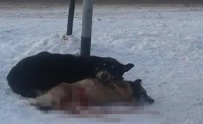 Кемеровские волонтёры рассказали о судьбе сбитой собаки и пса, охранявшего её