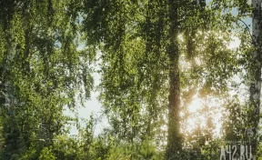 Кемеровчане возмущены опиловкой деревьев в парке Жукова