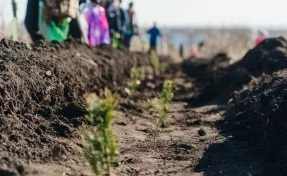 Илья Середюк: в Кузбассе с начала года высадили 2,5 млн деревьев
