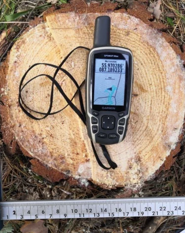 Неизвестные спилили 9 сосен на 215 000 рублей в охраняемой природной зоне Кузбасса