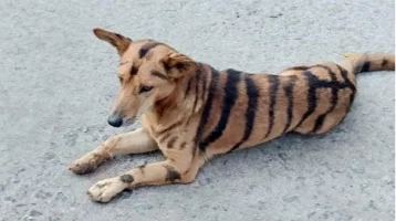 Фото: Фермер перекрасил пса в тигра, чтобы спасти урожай 1