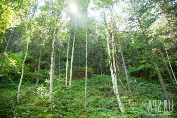 Аллергиков предупредили о раннем цветении берёзы