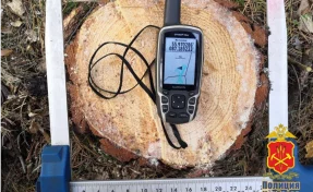 Неизвестные спилили 9 сосен на 215 000 рублей в охраняемой природной зоне Кузбасса