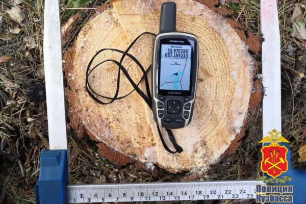 Неизвестные спилили 9 сосен на 215 000 рублей в охраняемой природной зоне Кузбасса