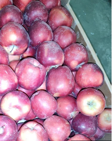 Фото: <a href=https://154.fsvps.gov.ru/news/vvoz-45-tonn-svezhih-ovoshhej-prokontroliroval-rosselhoznadzor-v-kuzbasse/>Сибирское межрегиональное управление Россельхознадзора</a> / Официальный сайт