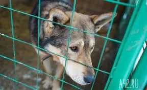 В Госдуме предложили ввести штрафы за выброшенных на улицу домашних животных