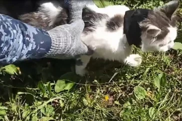 Фото: В Нижегородской области кот пытался пронести наркотики в колонию 2