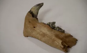 В Кузбассе нашли останки пещерного льва Ледникового периода