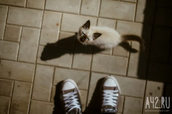 Соцсети: в Кемерове девочки мучили котёнка на камеру