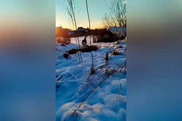 Пруд замёрз, птица осталась: в Новокузнецке спасли гуся, за судьбу которого переживали горожане