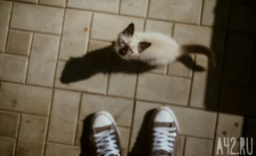 Соцсети: в Кемерове девочки мучили котёнка на камеру