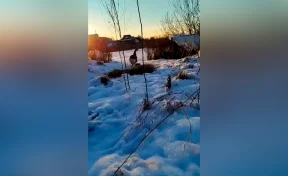 Пруд замёрз, птица осталась: в Новокузнецке спасли гуся, за судьбу которого переживали горожане