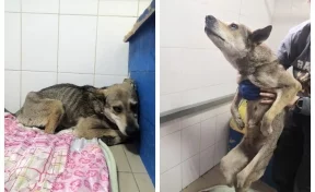 В Кузбассе спасают собаку с отрезанными задними лапами
