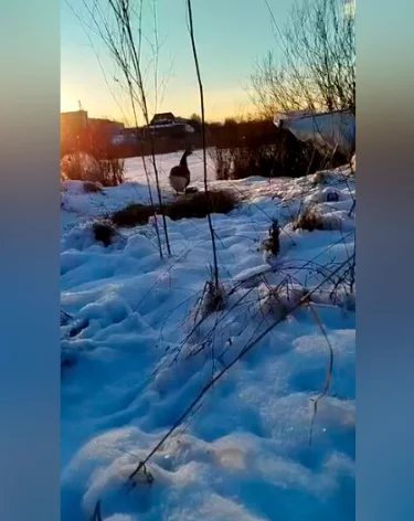 Пруд замёрз, птица осталась: в Новокузнецке спасли гуся, за судьбу которого переживали горожане