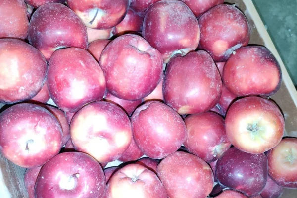 В Кузбасс ввезли 45 тонн свежих овощей из Средней Азии