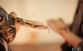 Россиянке грозит до 5 лет за попытку вывоза более редких 200 змей из Индонезии