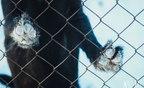 СК возбудил уголовное дело после нападения собак на 9-летнюю девочку в Кузбассе