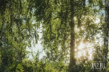Фото: Кемеровчане возмущены опиловкой деревьев в парке Жукова 1