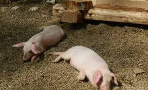 Около 5 000 свиней погибли на кузбасской ферме из-за сбоя в работе вентиляции