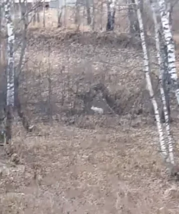 Фото: Кемеровчане сняли на видео бегавшего по городу зайца 1