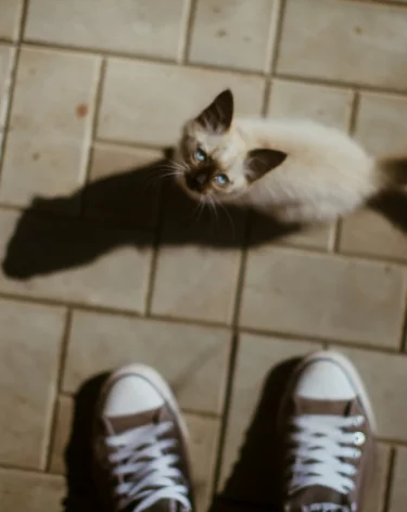 Соцсети: в Кемерове девочки мучили котёнка на камеру