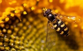 В России зафиксирована гибель 39 600 пчелосемей