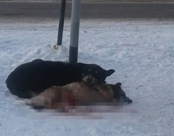 Фото: Кемеровские волонтёры рассказали о судьбе сбитой собаки и пса, охранявшего её 1