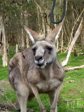 Фото: В Австралии пенсионер погиб после нападения кенгуру 1