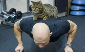 Тренер хоккейного клуба предложил толстому коту Виктору специальную тренировку