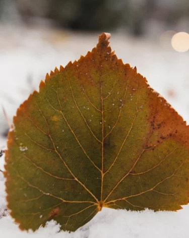 Синоптики сделали прогноз на 13 октября в Кузбассе
