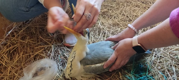 Фото: Жительница Кузбасса спасла серую цаплю с раненой лапой: птице планируют поставить протез 2