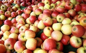 Биологи рассказали, сколько бактерий содержат мытые яблоки