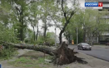 Фото: В Новокузнецке ураган с корнями вырвал деревья 1