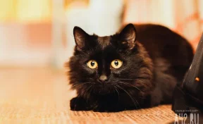 Ерёмин день: 17 ноября рекомендовалось не выходить из дома