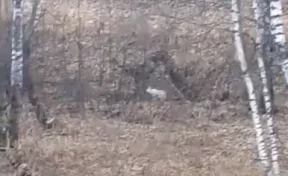 Кемеровчане сняли на видео бегавшего по городу зайца