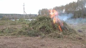Фото: В Кузбассе полицейские уничтожили поле конопли 1