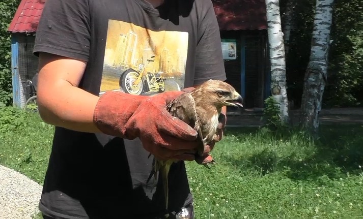 В «Кузнецком Алатау» выпустили на волю коршуна: птицу лечили от травм 2 года